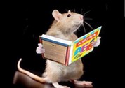 mouse_smol.jpg?1673762616